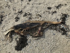 Phocoena