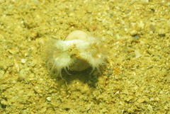 Heteropsammia cochlea