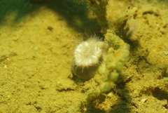 Heteropsammia cochlea