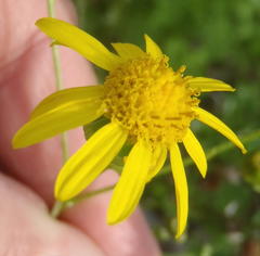 Senecio ilicifolius