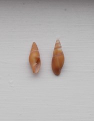 Isara carbonaria
