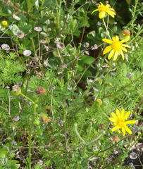 Senecio ilicifolius