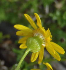 Senecio ilicifolius