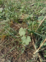 Malva sylvestris