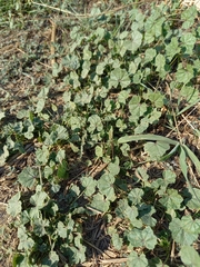 Malva sylvestris