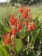 Erythrina zeyheri