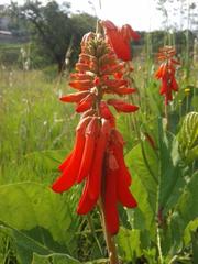 Erythrina zeyheri