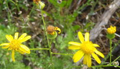 Senecio ilicifolius