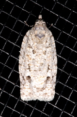 Acropolitis canana