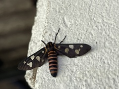 Amata passalis