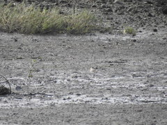 Charadrius leschenaultii