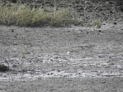 Charadrius leschenaultii