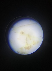 Stigeoclonium