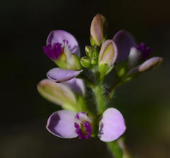 Polygala hispida