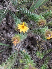 Cullumia setosa