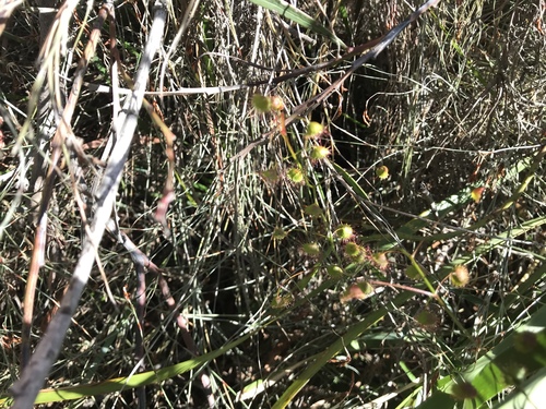 Drosera planchonii