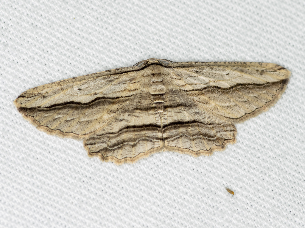 Euphronarcha
