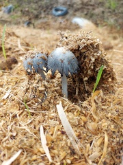 Coprinopsis