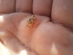 Chaerodes trachyscelides