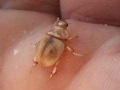 Chaerodes trachyscelides