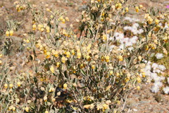 Hermannia holosericea