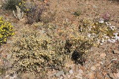 Hermannia holosericea