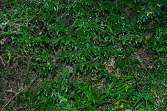 © JODY HSIEH, some rights reserved (CC-BY-NC)