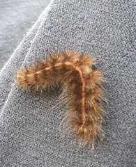 Spilosoma lubricipeda