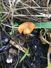 Pholiotina gracilenta