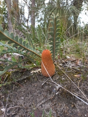 Banksia blechnifolia