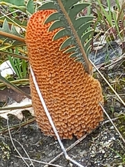 Banksia blechnifolia