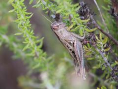 Eyprepocnemis plorans meridionalis
