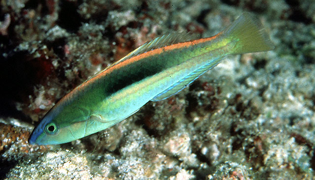 Blue-Nose Wrasse