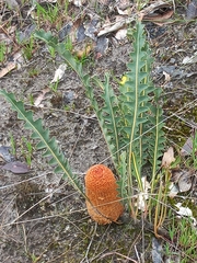 Banksia blechnifolia
