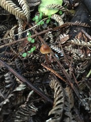 Pholiotina gracilenta