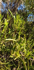 Geijera linearifolia
