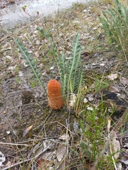 Banksia blechnifolia