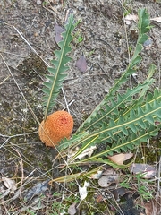 Banksia blechnifolia