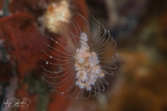 Tubulariidae