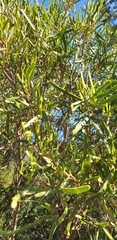 Geijera linearifolia