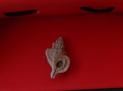 Cymatiella