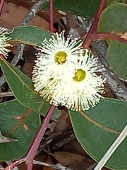 Eucalyptus marginata marginata