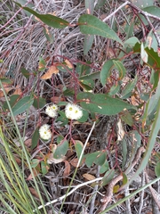 Eucalyptus marginata marginata