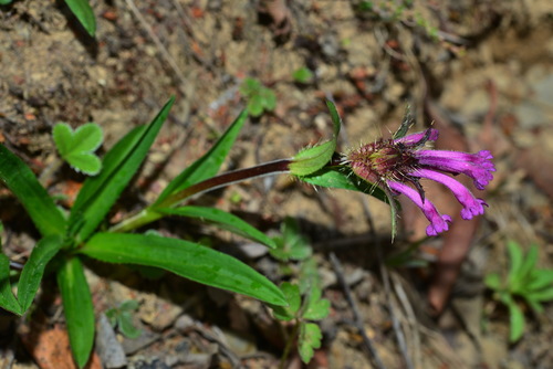 Acanthocalyx delavayi