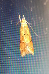 Brachmia blandella