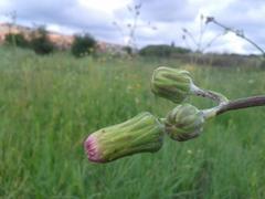 Sonchus wilmsii