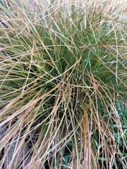 Carex virgata