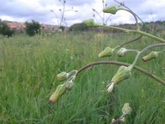Sonchus wilmsii