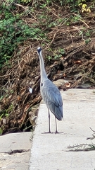 Ardea cinerea