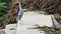 Ardea cinerea